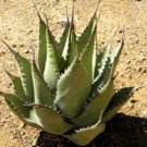 Agave cerulata subsp 20 Seeds