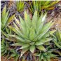 Agave cerulata subsp 20 Seeds