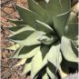 Agave cerulata subsp 20 Seeds