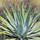 Agave chiapensis Succulents Garden Plants 20 Seeds