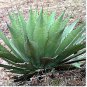 Agave inaequidens subsp. inaequidens Succulents Garden Plants 20 Seeds