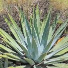 Agave difformis Succulents Garden Plants 20 Seeds