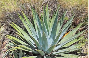 Agave difformis Succulents Garden Plants 20 Seeds