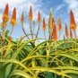 Aloe candelabrum Succulents Garden Plants 20 Seeds