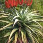 Aloe excelsa Succulents Garden Plants 20 Seeds