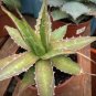 AGAVE impressa Succulents Garden Plants 20 Seeds