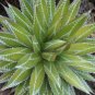 AGAVE impressa Succulents Garden Plants 20 Seeds