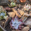Dudleya collomiae Succulents Garden Plants 40 Seeds
