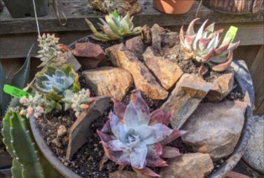 Dudleya collomiae Succulents Garden Plants 40 Seeds