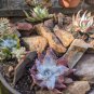 Dudleya collomiae Succulents Garden Plants 40 Seeds