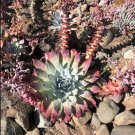 Dudleya lanceolata Succulents Garden Plants 40 Seeds