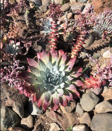 Dudleya lanceolata Succulents Garden Plants 40 Seeds