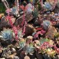 Dudleya lanceolata Succulents Garden Plants 40 Seeds