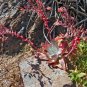 Dudleya lanceolata Succulents Garden Plants 40 Seeds