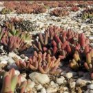 Dudleya abramsii Succulents Garden Plants 40 Seeds