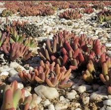 Dudleya abramsii Succulents Garden Plants 40 Seeds