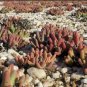 Dudleya abramsii Succulents Garden Plants 40 Seeds