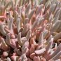 Dudleya abramsii Succulents Garden Plants 40 Seeds