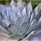 Dudleya brittonii Succulents Garden Plants 40 Seeds