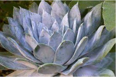 Dudleya brittonii Succulents Garden Plants 40 Seeds