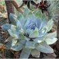 Dudleya brittonii Succulents Garden Plants 40 Seeds