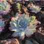 Dudleya brittonii Succulents Garden Plants 40 Seeds