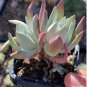 Dudleya acuminata Succulents Garden Plants 40 Seeds