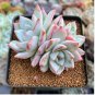 Dudleya acuminata Succulents Garden Plants 40 Seeds
