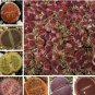 Lithops aucampiae Succulents Garden Plants 200 Seeds