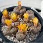 Lithops bromfieldii C43 Succulents Garden Plants 200 Seeds