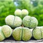 Lithops C56A Succulents Garden Plants 200 Seeds