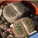 LITHOPS aucampiae C298 Succulents Garden Plants 200 Seeds