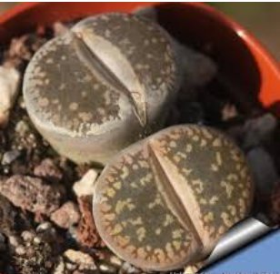 LITHOPS aucampiae C298 Succulents Garden Plants 200 Seeds