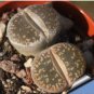 LITHOPS aucampiae C298 Succulents Garden Plants 200 Seeds