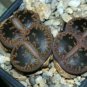 LITHOPS aucampiae C298 Succulents Garden Plants 200 Seeds