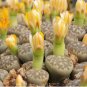Lithops bromfieldii C382 Succulents Garden Plants 200 Seeds