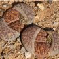 Lithops bromfieldii C348 Succulents Garden Plants 200 Seeds