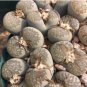 Lithops bromfieldii C042 Succulents Garden Plants 200 Seeds