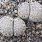 Lithops julii C161 Succulents Garden Plants 200 Seeds
