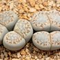 Lithops julii C161 Succulents Garden Plants 200 Seeds
