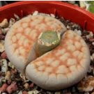 Lithops karasmontana C226 Succulents Garden Plants 200 Seeds