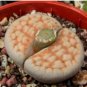 Lithops karasmontana C226 Succulents Garden Plants 200 Seeds