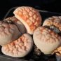 Lithops karasmontana C226 Succulents Garden Plants 200 Seeds