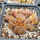 LITHOPS aucampiae C46 Succulents Garden Plants 200 Seeds
