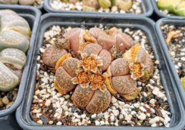 LITHOPS aucampiae C46 Succulents Garden Plants 200 Seeds