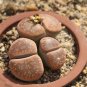 LITHOPS aucampiae C46 Succulents Garden Plants 200 Seeds