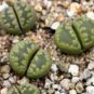 Lithops otzeniana C128A Succulents Garden Plants 200 Seeds