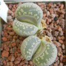 Lithops otzeniana green attempts Succulents Garden Plants 200 Seeds