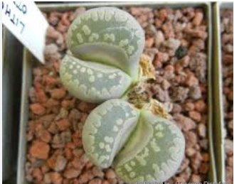 Lithops otzeniana green attempts Succulents Garden Plants 200 Seeds
