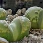 Lithops otzeniana green attempts Succulents Garden Plants 200 Seeds